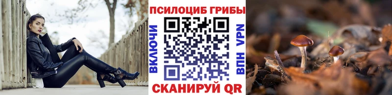 Псилоцибиновые грибы Cubensis  Гаврилов-Ям 